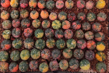 Load image into Gallery viewer, Astrophytum asterias Variegated seeds（15pcs）
