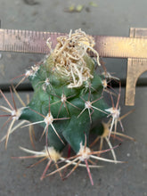 Load image into Gallery viewer, Ferocactus emoryi

