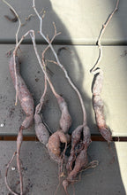 Load image into Gallery viewer, Operculicarya pachypus（each）
