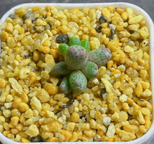 Load image into Gallery viewer, Conophytum marginatum ssp.

