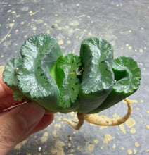 Load image into Gallery viewer, Haworthia truncata
