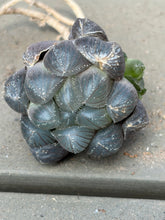 Load image into Gallery viewer, Haworthia
