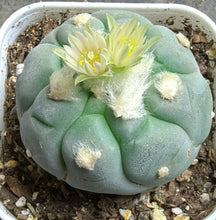 Load image into Gallery viewer, Lophophora Williamsii
