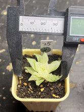 Load image into Gallery viewer, Haworthia variegated
