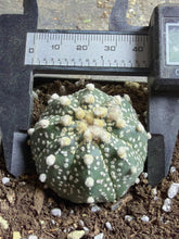 Load image into Gallery viewer, Astrophytum asterias
