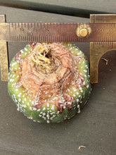 Load image into Gallery viewer, Astrophytum asterias
