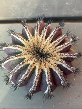 Load image into Gallery viewer, Uebelmannia
