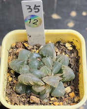Load image into Gallery viewer, Haworthia variegated
