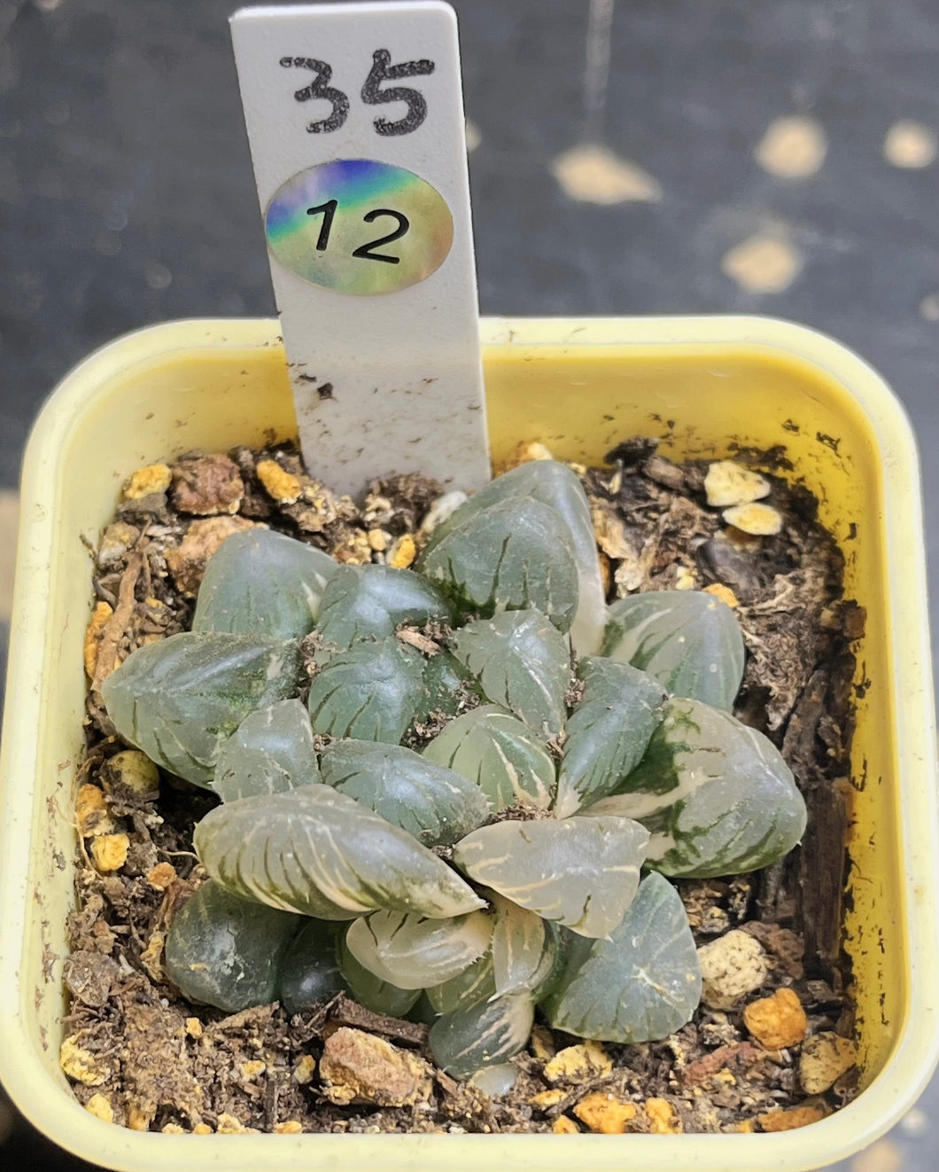 Haworthia variegated