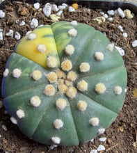 Load image into Gallery viewer, Astrophytum asterias Variegated
