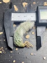 Load image into Gallery viewer, Echinocereus viridiflorus var. canus
