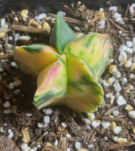 Load image into Gallery viewer, Astrophytum myriostigma variegated
