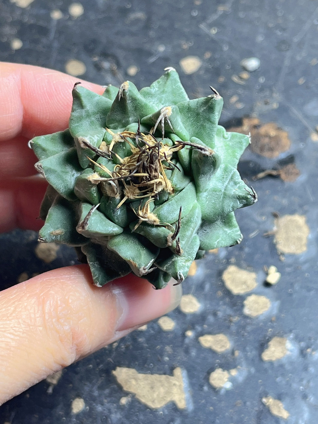 Turbinicarpus alonsoi