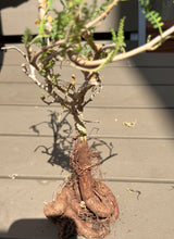 Load image into Gallery viewer, Operculicarya hyphaenoides
