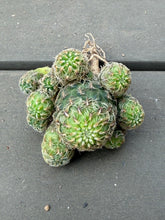 Load image into Gallery viewer, Sulcorebutia
