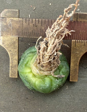 Load image into Gallery viewer, Astrophytum asterias cv. Kikko
