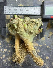 Load image into Gallery viewer, Phyllobolus resurgens
