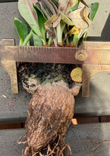 Load image into Gallery viewer, Euphorbia Ramena
