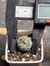 Load image into Gallery viewer, Turbinicarpus rioverdensis
