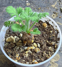 Load image into Gallery viewer, Pelargonium Triste
