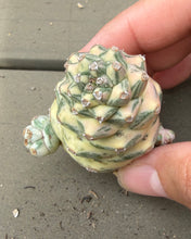 Load image into Gallery viewer, Monadenium ritchiei Variegated（white)
