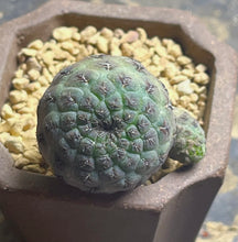 Load image into Gallery viewer, Rebutia rauschii f. Rubra
