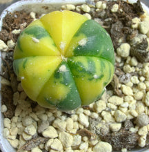 Load image into Gallery viewer, Astrophytum asterias Variegated
