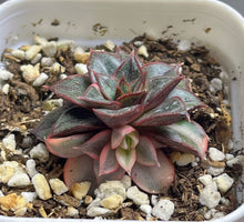 Load image into Gallery viewer, Echeveria Monocerotis variegated
