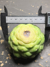 Load image into Gallery viewer, CORYPHANTHA ELEPHANTIDENS CV. INERMIS
