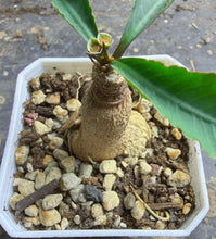 Load image into Gallery viewer, Euphorbia primulifolia
