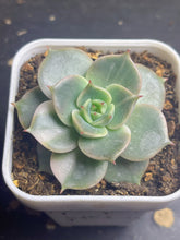 Load image into Gallery viewer, Succulent Lake Baikal variegated
