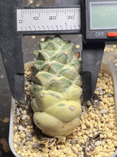 Load image into Gallery viewer, Monadenium ritchiei Variegated
