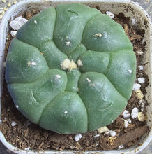 Load image into Gallery viewer, Astrophytum asterias cv. Kikko
