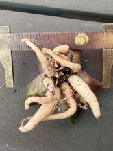 Load image into Gallery viewer, Haworthia
