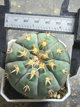 Load image into Gallery viewer, GYMNOCALYCIUM spegazzinii v.unguispinum
