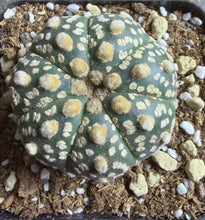Load image into Gallery viewer, Astrophytum asterias super kabuto
