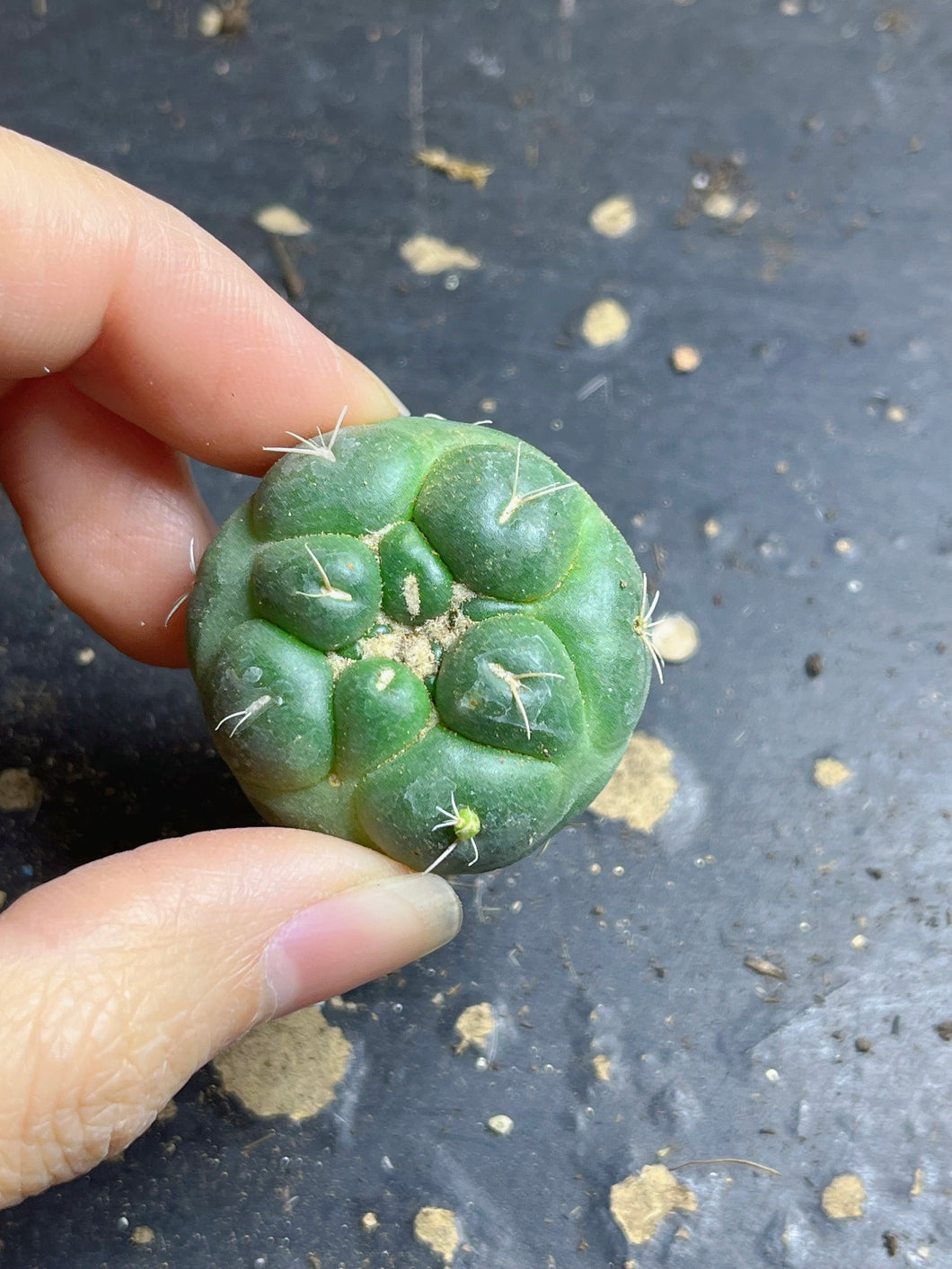CORYPHANTHA ELEPHANTIDENS CV. INERMIS  ( each)