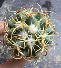 Load image into Gallery viewer, Coryphantha tripugionacantha
