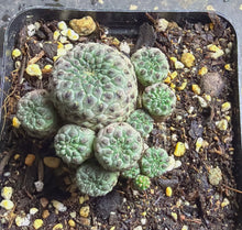 Load image into Gallery viewer, Rebutia rauschii f. Rubra
