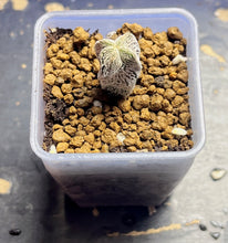 Load image into Gallery viewer, ASTROPHYTUM MYRIOSTIGMA CV. ONZUKA F. CRESTATA
