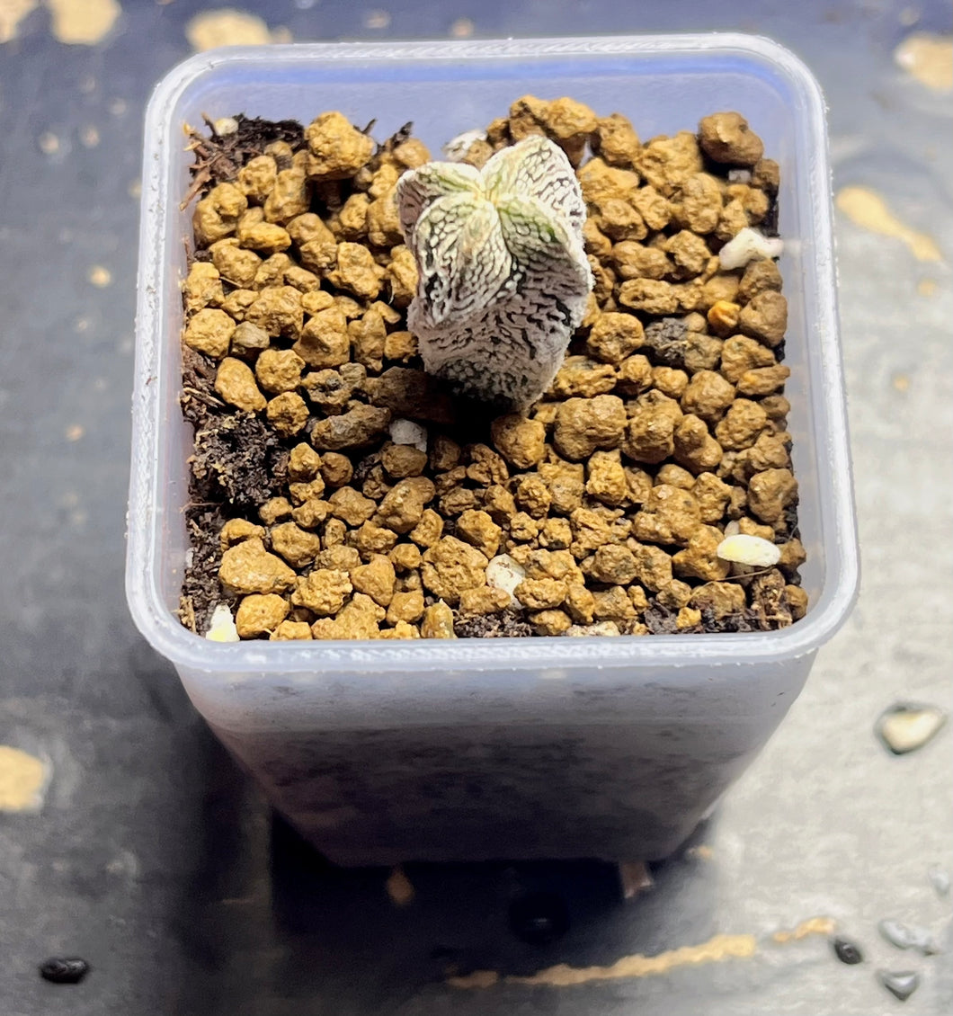 ASTROPHYTUM MYRIOSTIGMA CV. ONZUKA F. CRESTATA