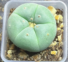 Load image into Gallery viewer, Lophophora peyote
