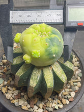 Load image into Gallery viewer, Lophophora Fricii Variegated
