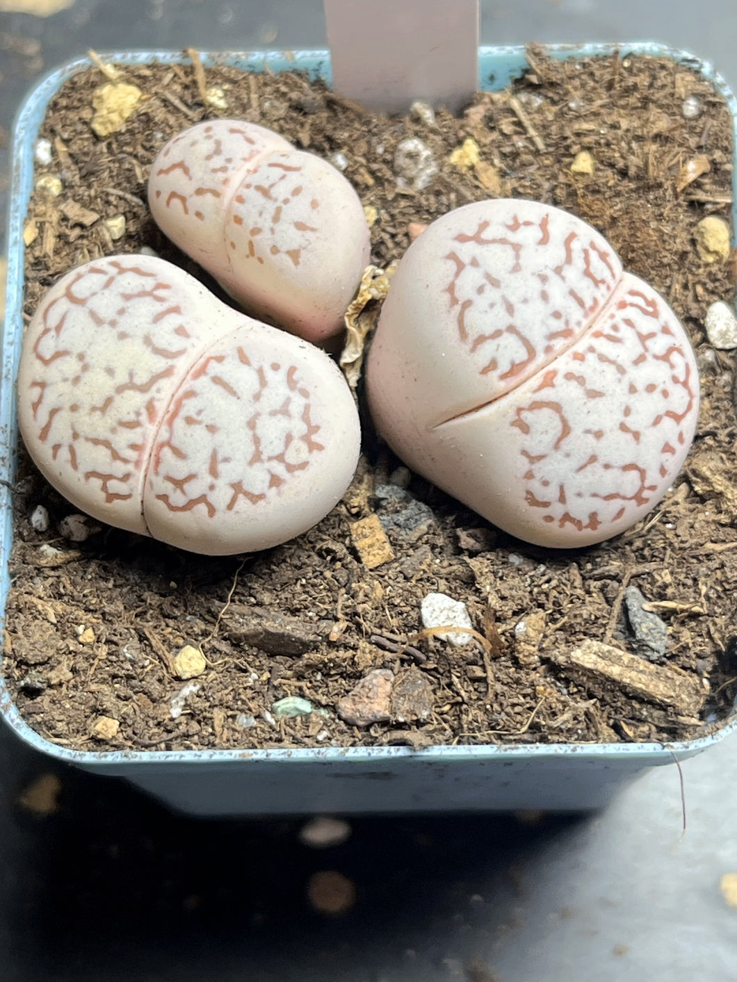 Lithops vanzylii