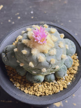 Load image into Gallery viewer, Lophophora peyote
