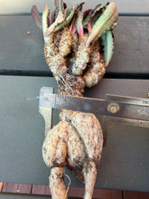 Load image into Gallery viewer, Euphorbia Francoisii
