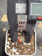 Load image into Gallery viewer, Astrophytum asterias Variegated
