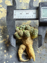 Load image into Gallery viewer, Sulcorebutia
