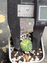 Load image into Gallery viewer, Astrophytum asterias Variegated
