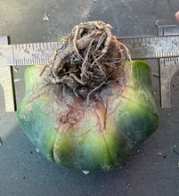 Load image into Gallery viewer, Astrophytum asterias
